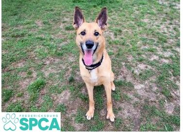 SPCA_Jefferson